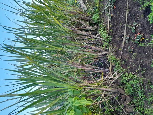 Cana de açúcar roxa