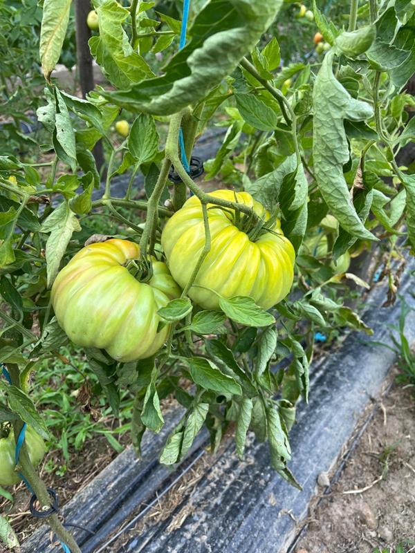 Tomate Coração de Boi