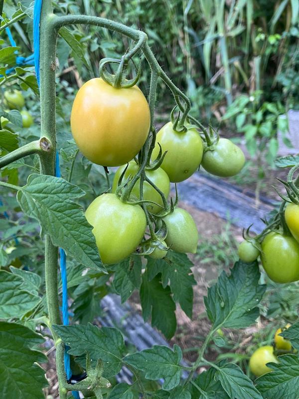 Tomate Chucha