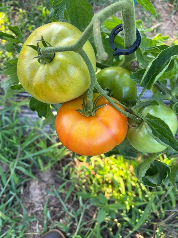 Tomate Salada