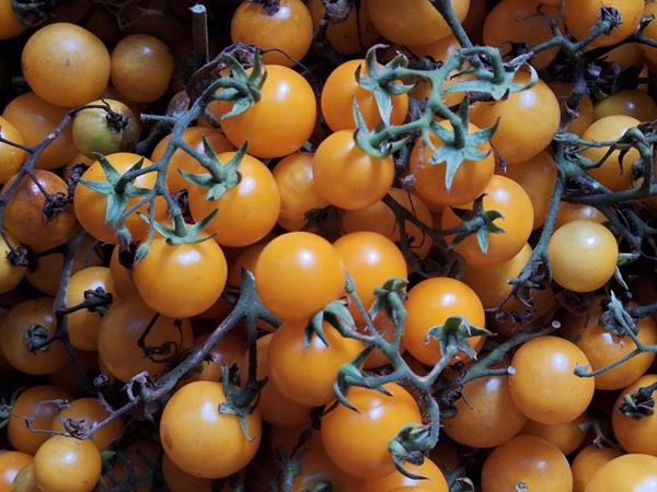 Tomate cherry (cereja)