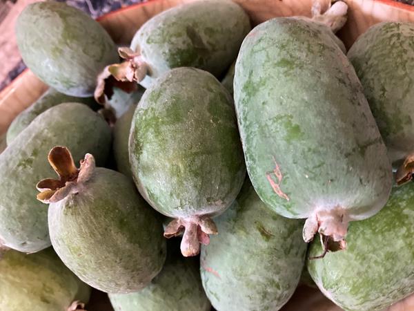 Feijoas (goiaba do mato)