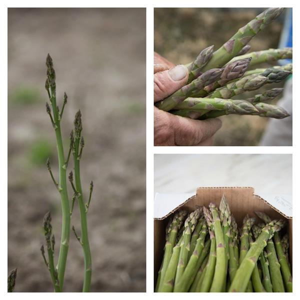 Espargos Biológicos