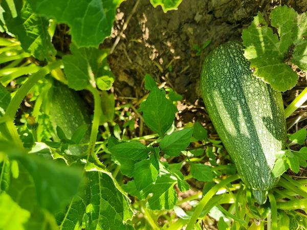 Courgette "Abobrinha"