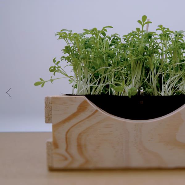 Micro Agrião