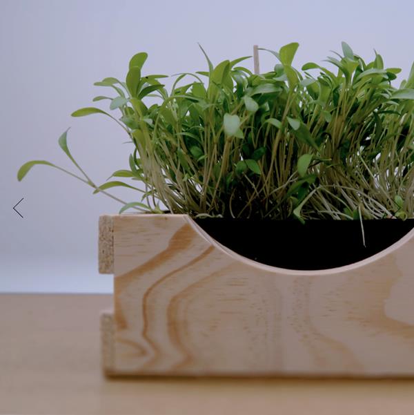 Micro Coentros
