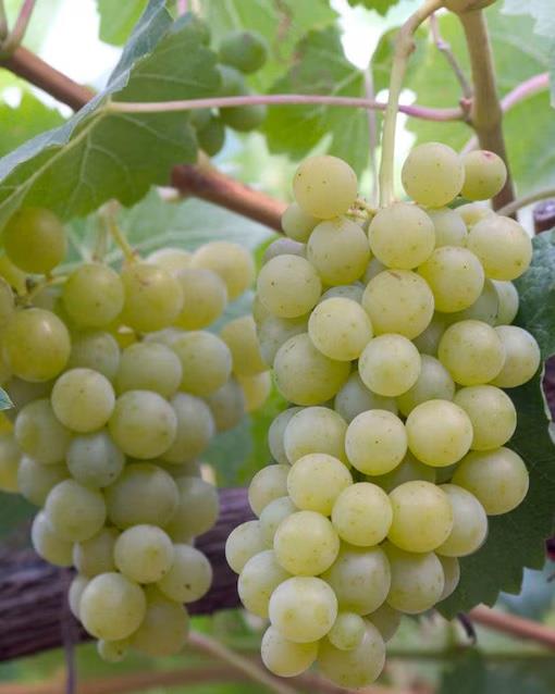 Moscatel