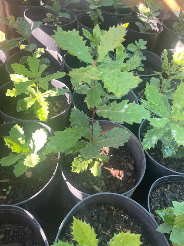 - Quercus robur, Carvalho-alvarinho/Roble/Comum