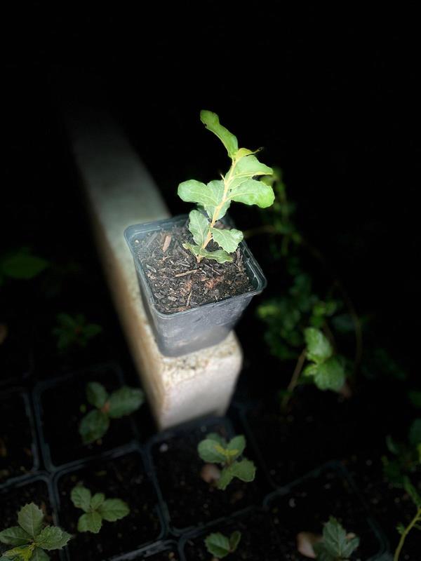 Quercus suber, Sobreiro em Vaso