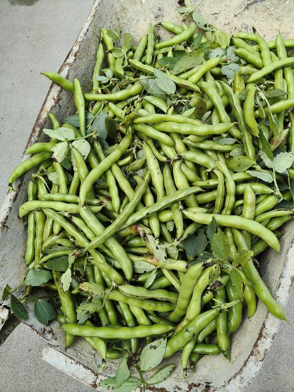 Favas