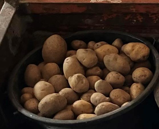 Batata branca canavec