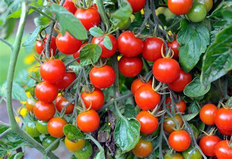 Tomate Cherry Bio