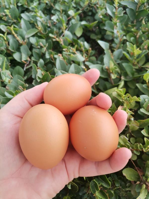 Ovos de Galinhas Caseiros