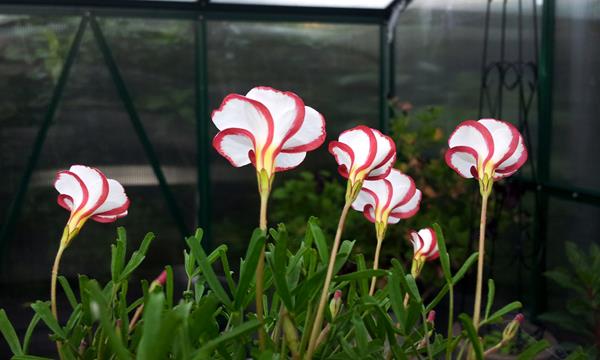 Oxalis Versicolor e Golden Cape