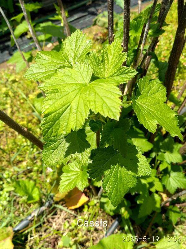 Folhas de Cassis