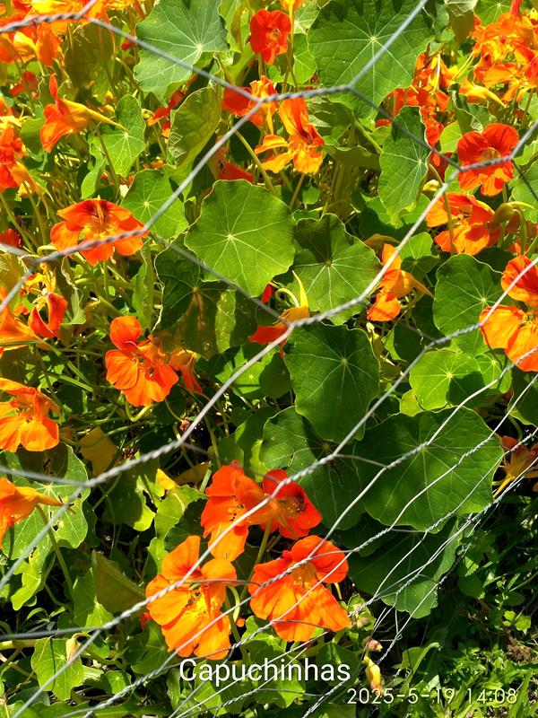 Capuchinha (Tropaeolum Majus)