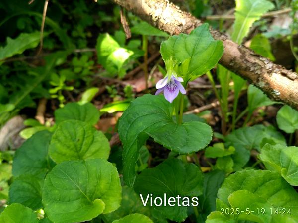 Violetas