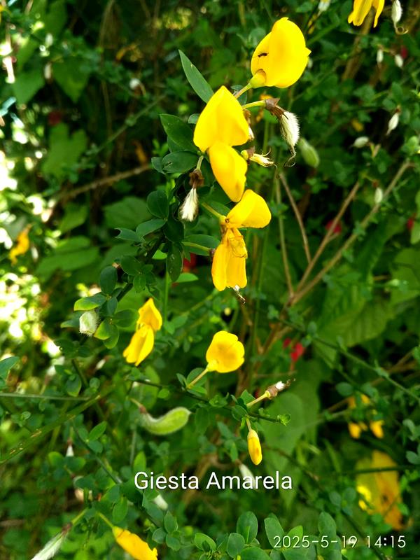Giesta Amarela