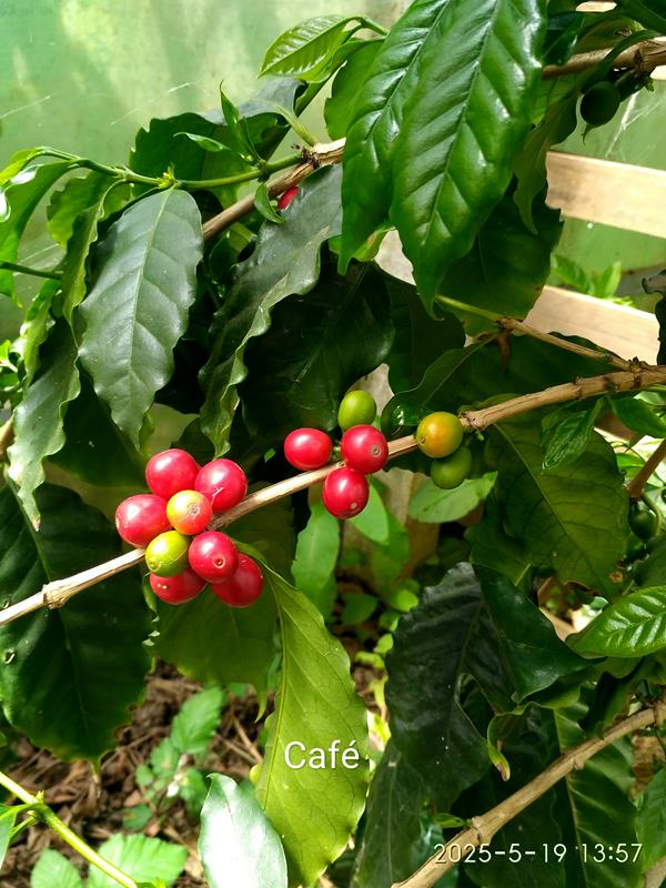 Folhas de Cafeeiro