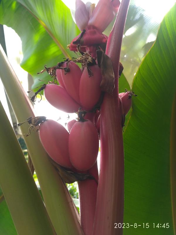 Bananeira fruto Rosa (Musa Velutina)