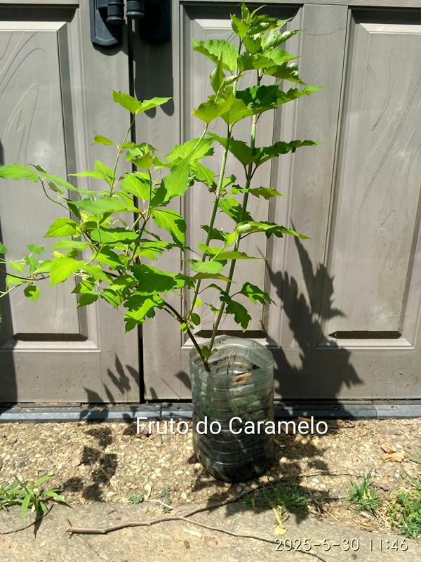 Planta do fruto do Caramelo