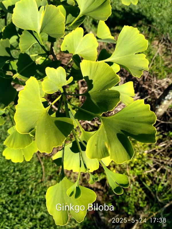 Folhas de Ginkgo Biloba