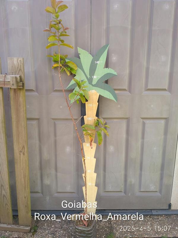 Goiaba Amarela, Rosa, Vermelha e Roxa