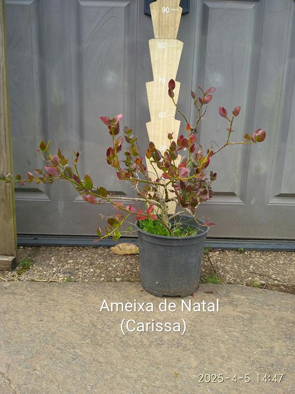 Ameixa de Natal (Carissa Macrocarpa)