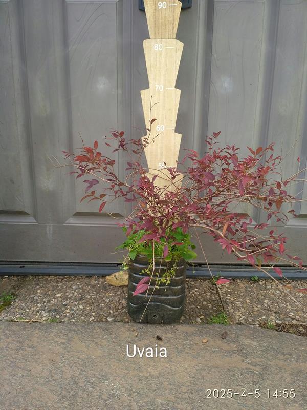 Uvaia