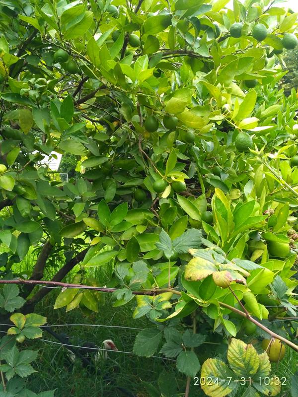 Limas