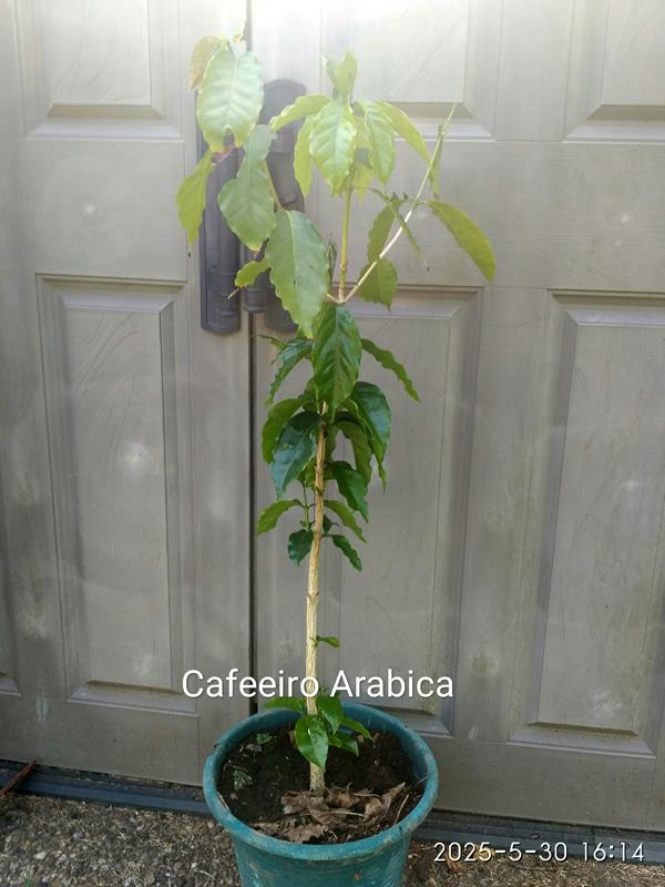 Cafeeiro Arabica
