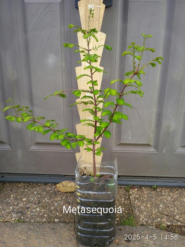 Metasequoia