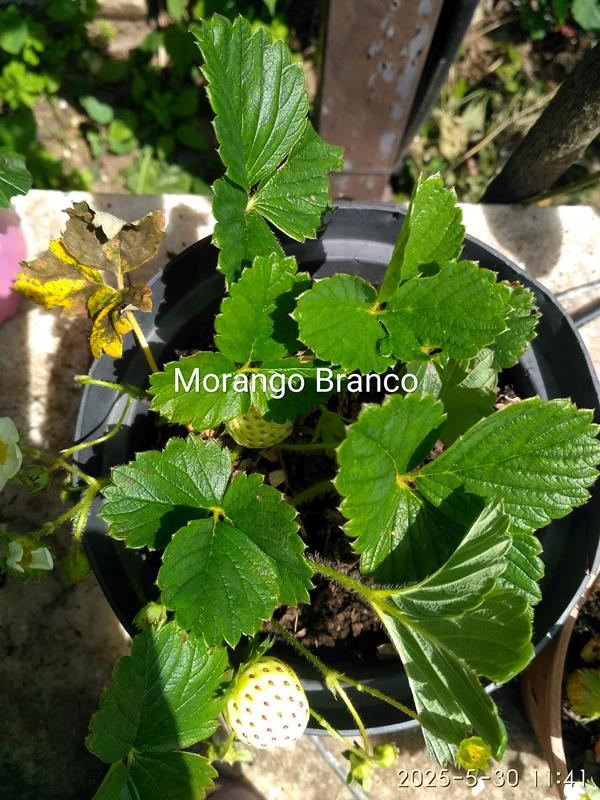 Morango Branco (Pine White)