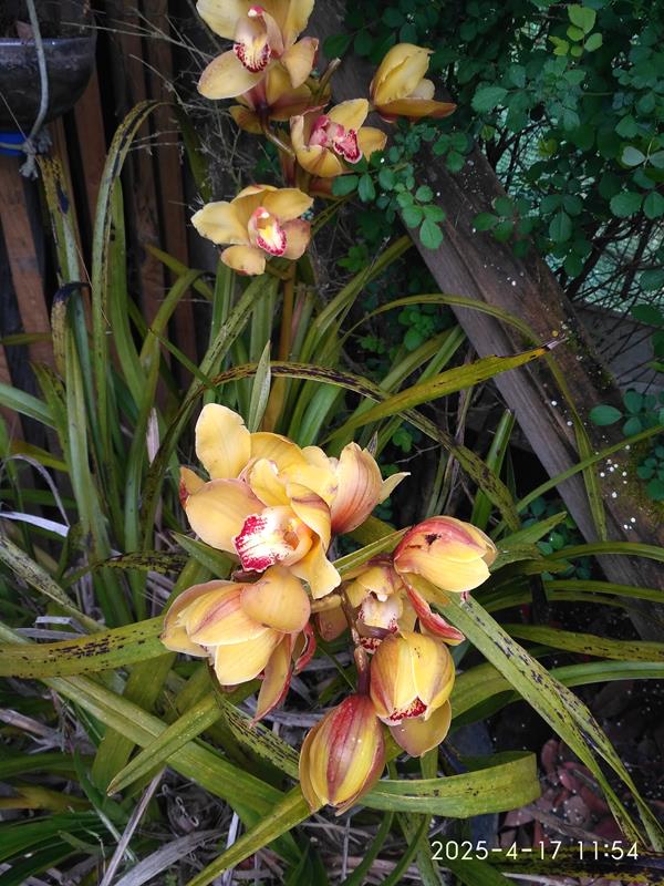 Orquídeas (varias cores)