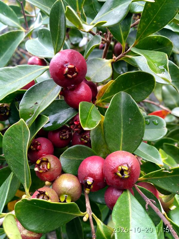 Araças