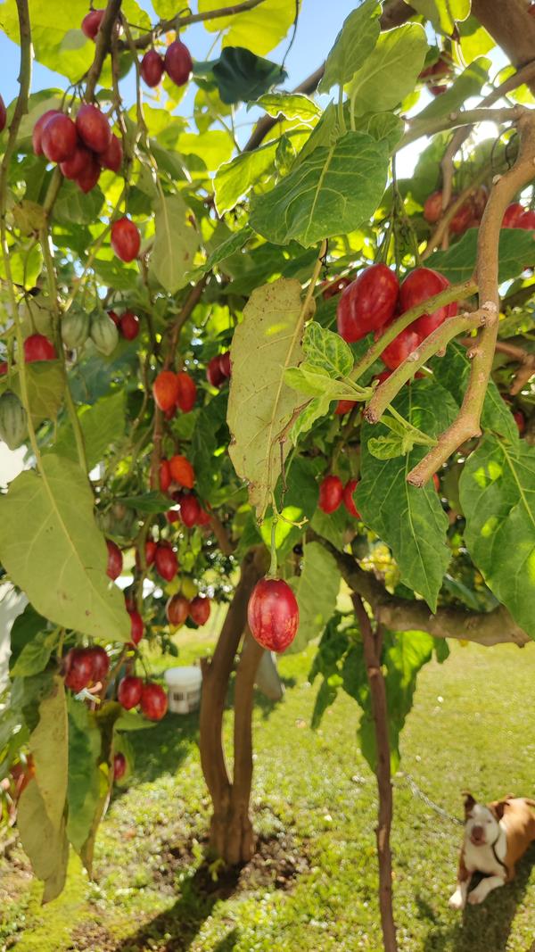 Tomarilho ou Tomate brasileiro