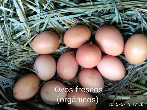 Ovos caseiros (orgânicos)