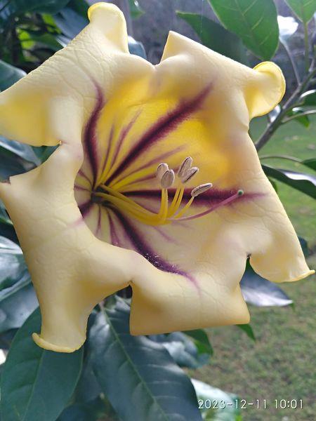 Solandra Maxima