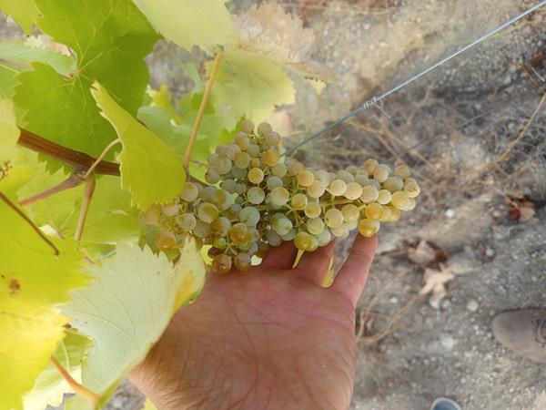 Uvas bio casta Arinto e Touriga franca