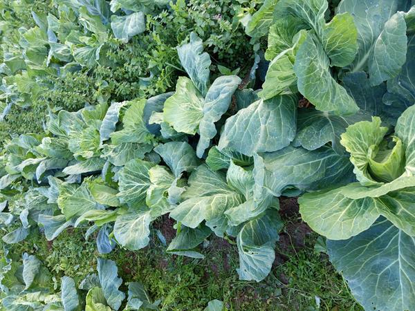 Couve portuguesa Natal