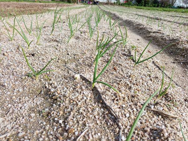 Cebola bio (clonado)