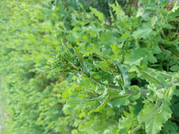 Grelos de nabo e couve