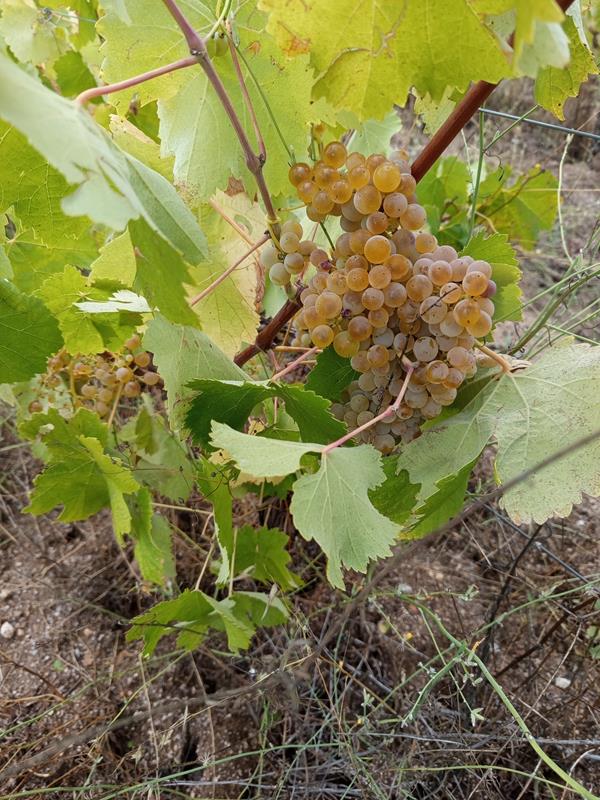 Uvas para vinho