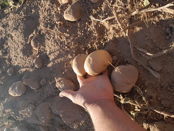 Batata branca Biológica (clonado)