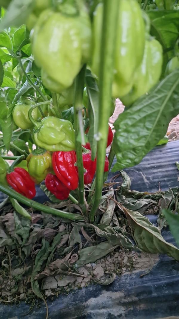 Pimenta Habanero Vermelho