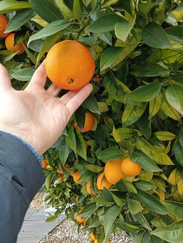 Laranja