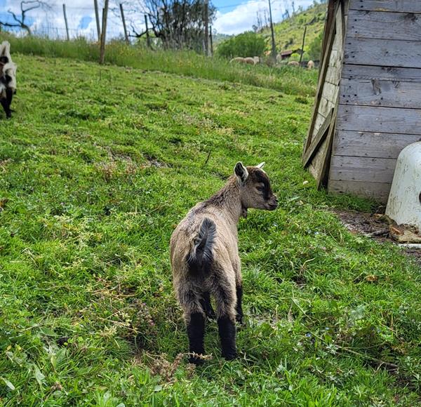 Cabrito anão