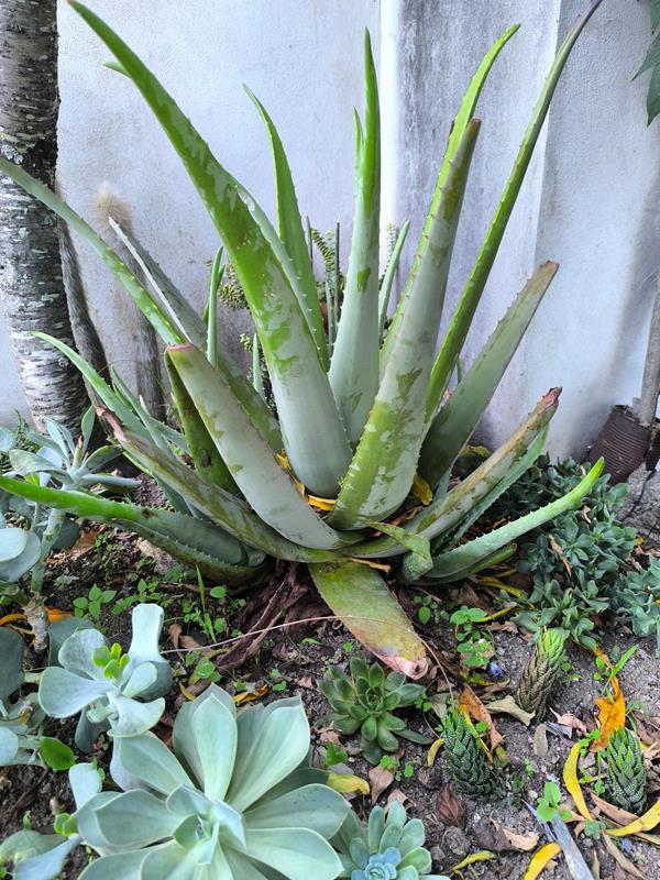 Folha de aloe vera