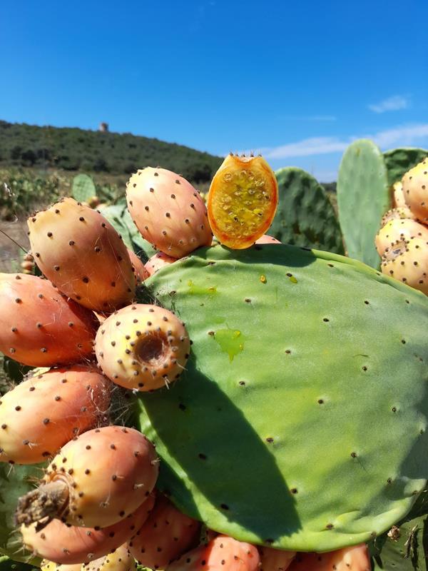 Figo da Índia laranja