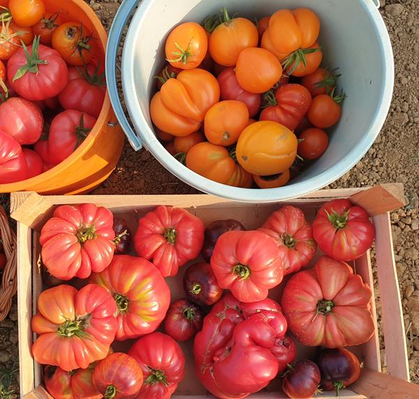 Tomate